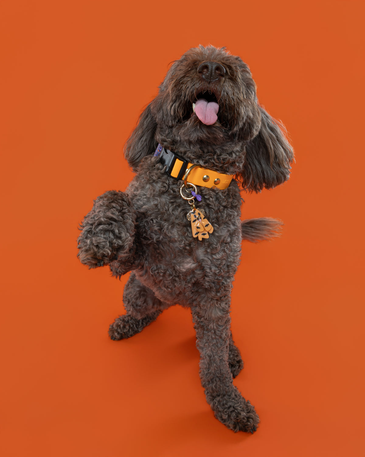 Bat Outfit Dog Ghostie Collar Candy®️