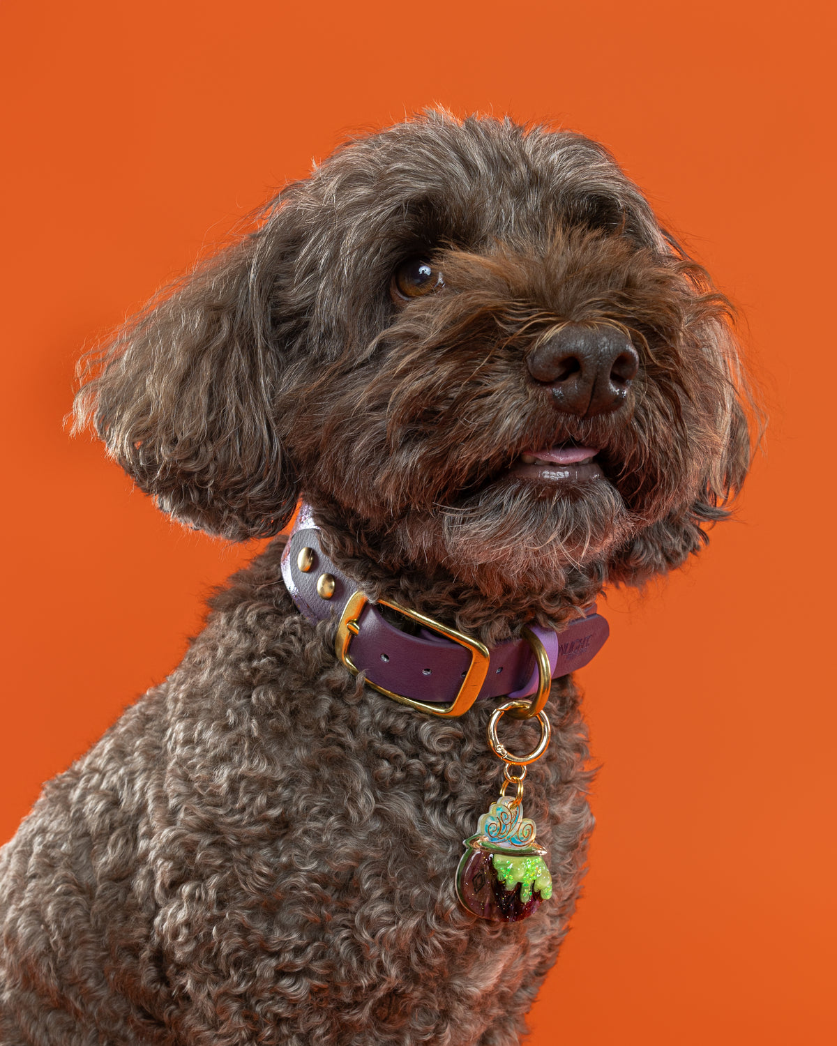 Glow in the dark Bubbling Cauldron Collar Candy®️
