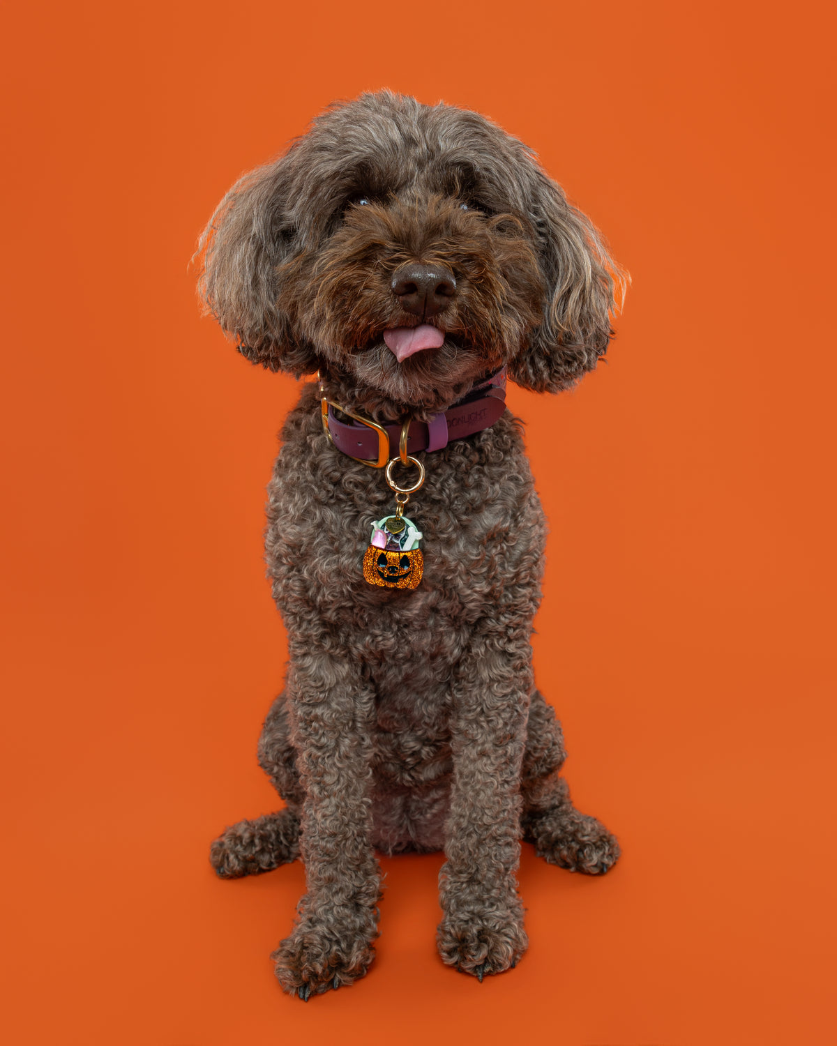 Jack O' Dog Treats Collar Candy®️