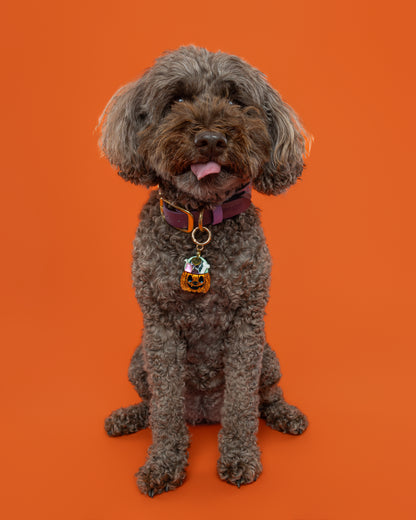 Jack O' Dog Treats Collar Candy®️