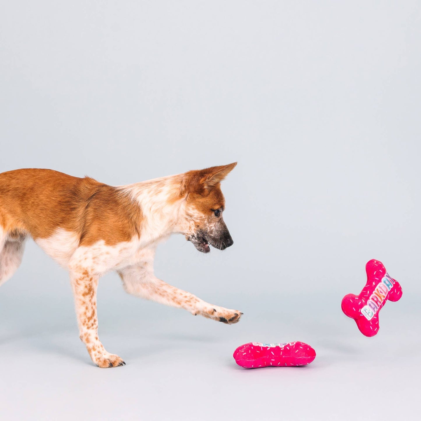 Fringe IT'S MY BARKDAY